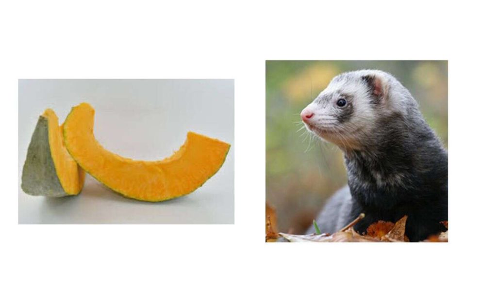 can ferrets eat pumpkin