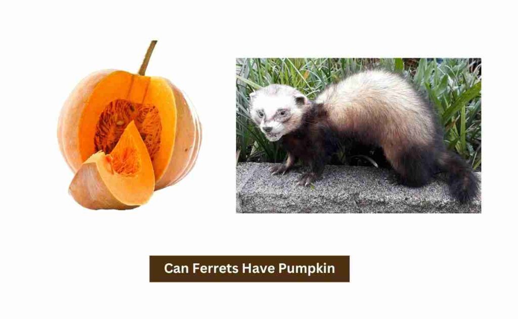 can ferrets have pumpkin