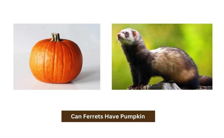 can ferrets have pumpkin
