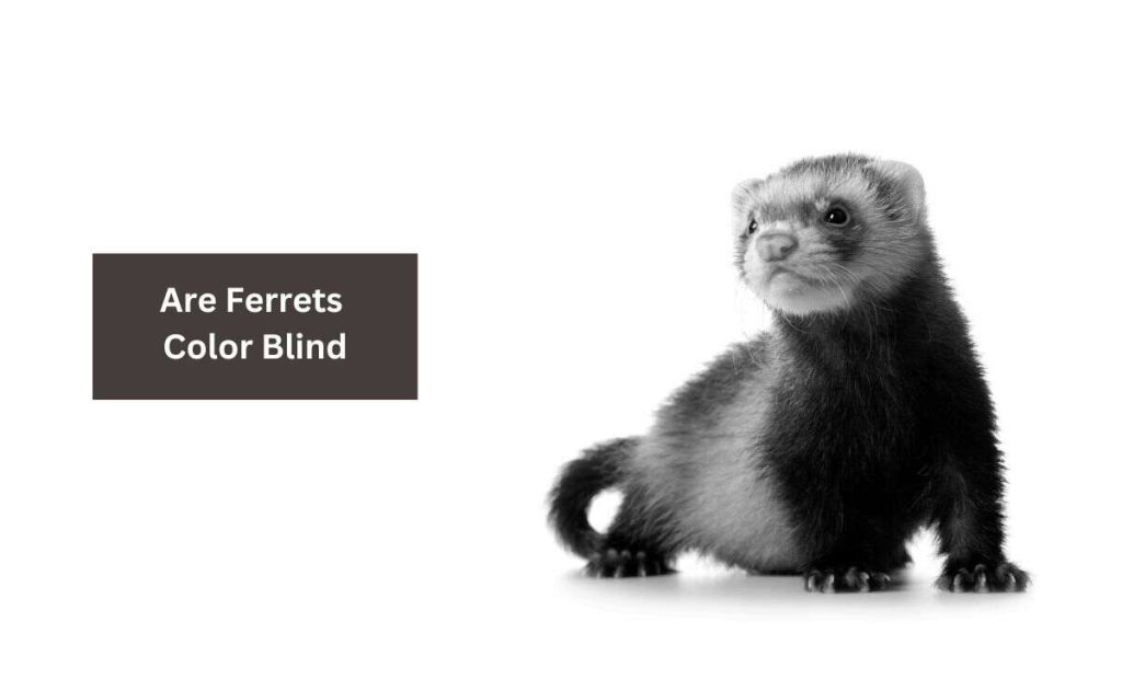 Are Ferrets Color Blind