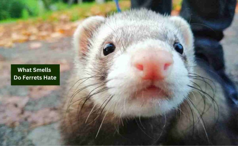 What Smells Do Ferrets Hate