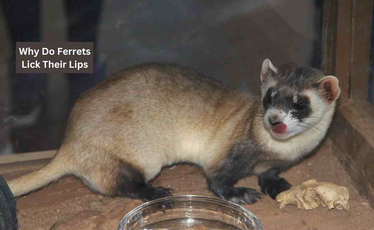 Why Do Ferrets Lick Their Lips