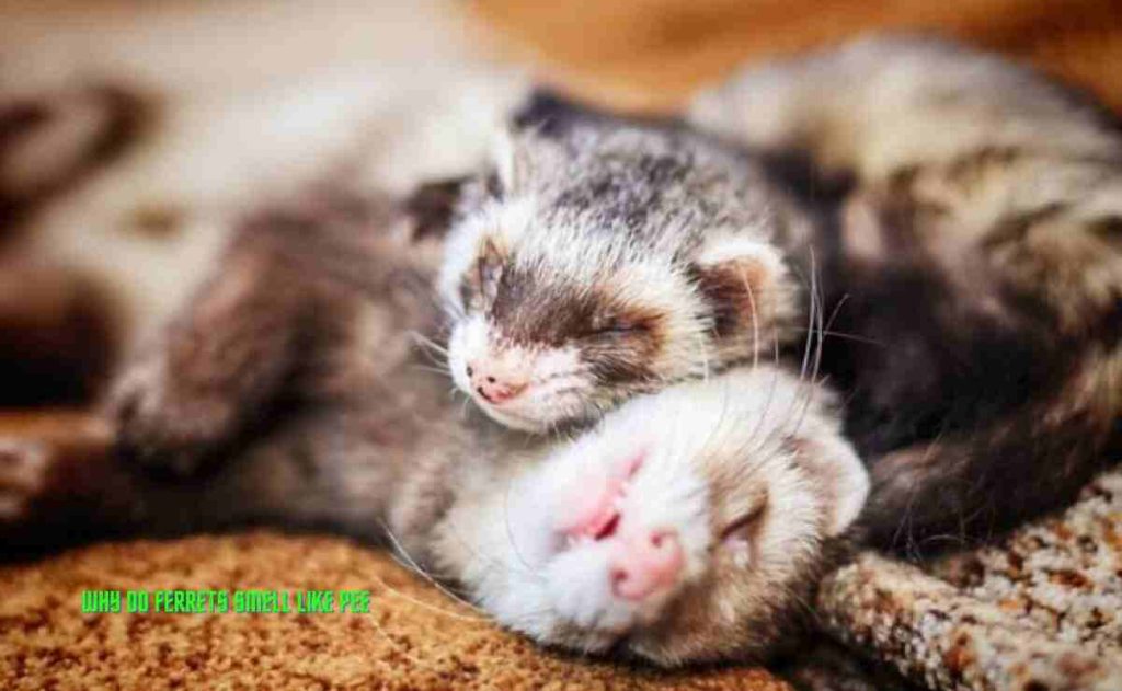 Why Do Ferrets Smell Like Pee? Handful Of Reasons Ferret Adviser