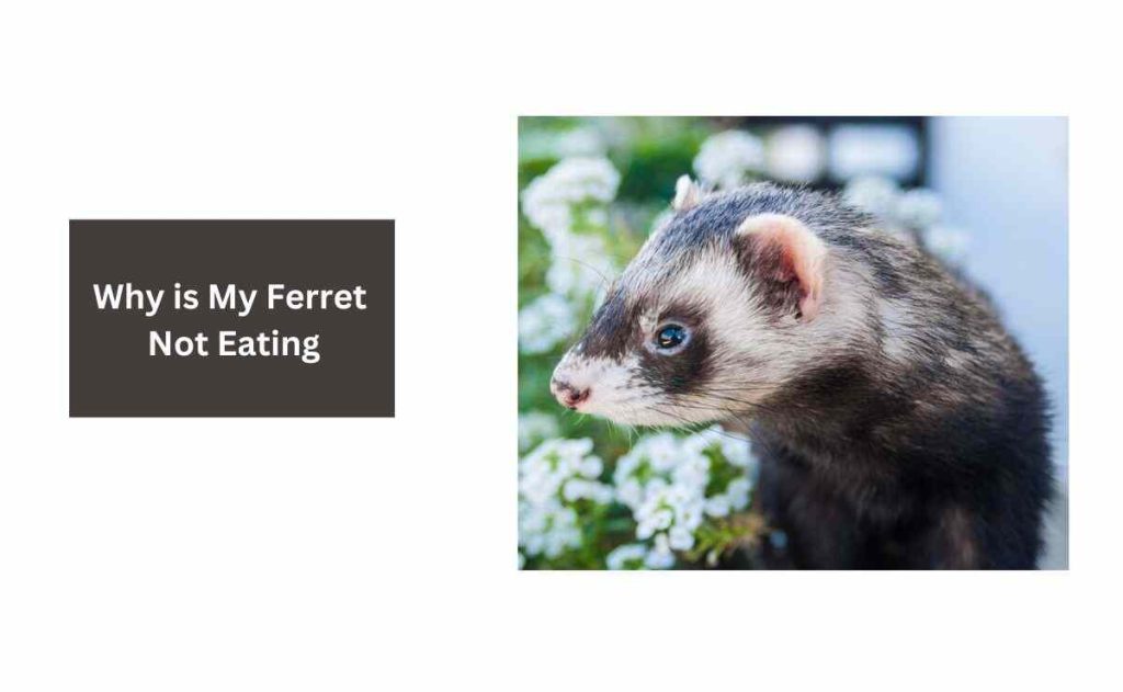 Why is My Ferret Not Eating