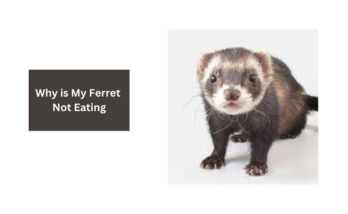 Why is My Ferret Not Eating