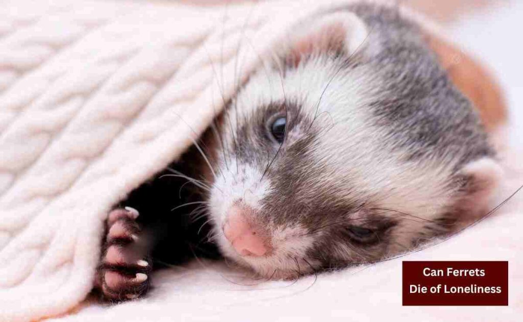 Can Ferrets Die Of Loneliness