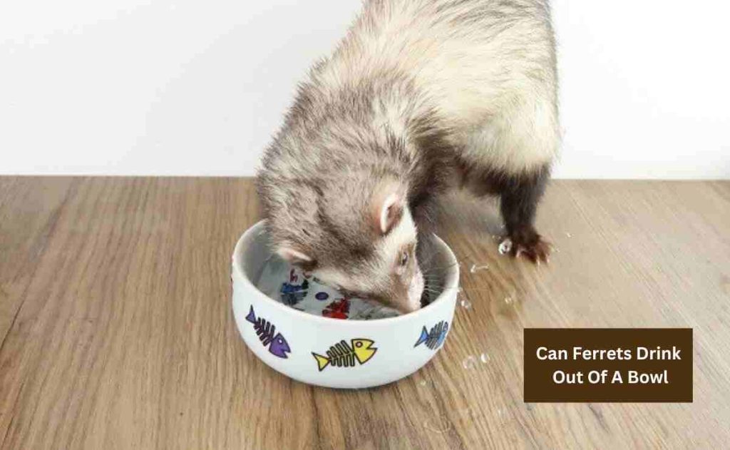 Can Ferrets Drink Out Of A Bowl