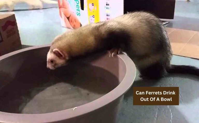 Can Ferrets Drink Out Of A Bowl