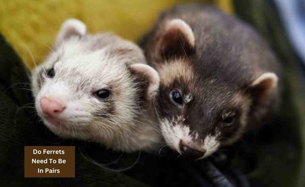 Do Ferrets Need To Be In Pairs