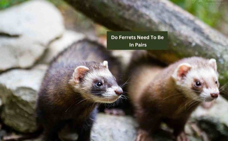 Do Ferrets Need To Be In Pairs