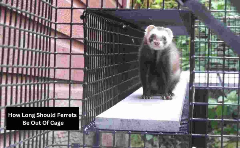 How Long Should Ferrets Be Out Of Cage