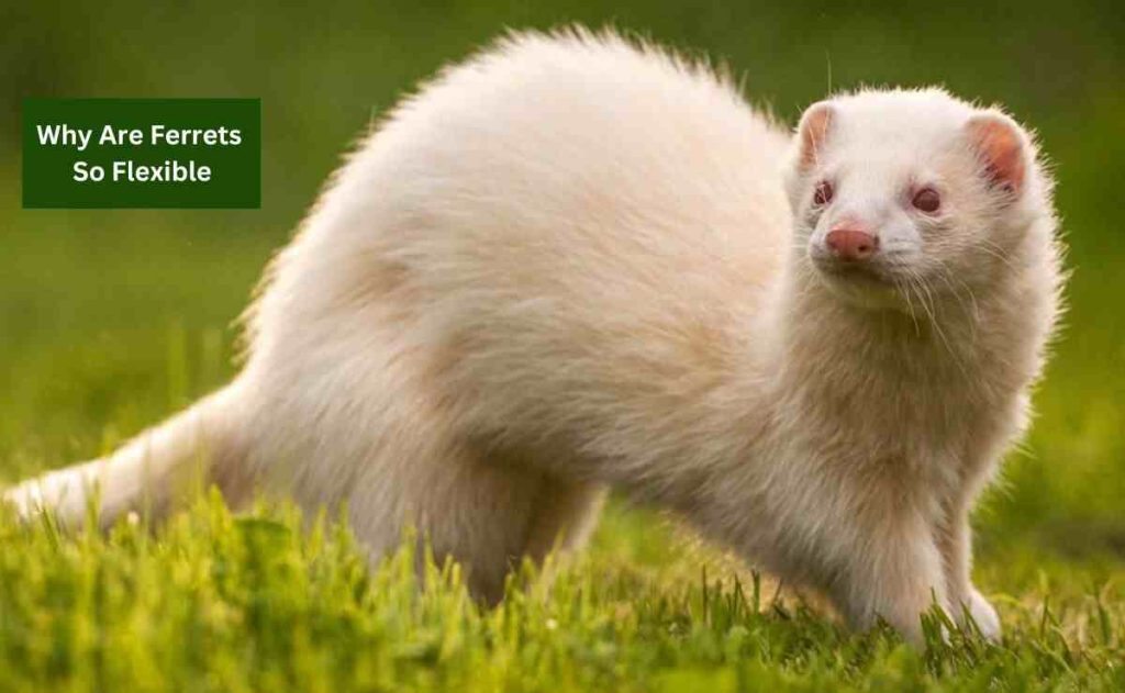 Why Are Ferrets So Flexible