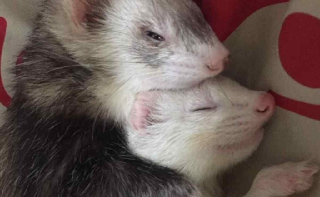 are ferrets better in pairs