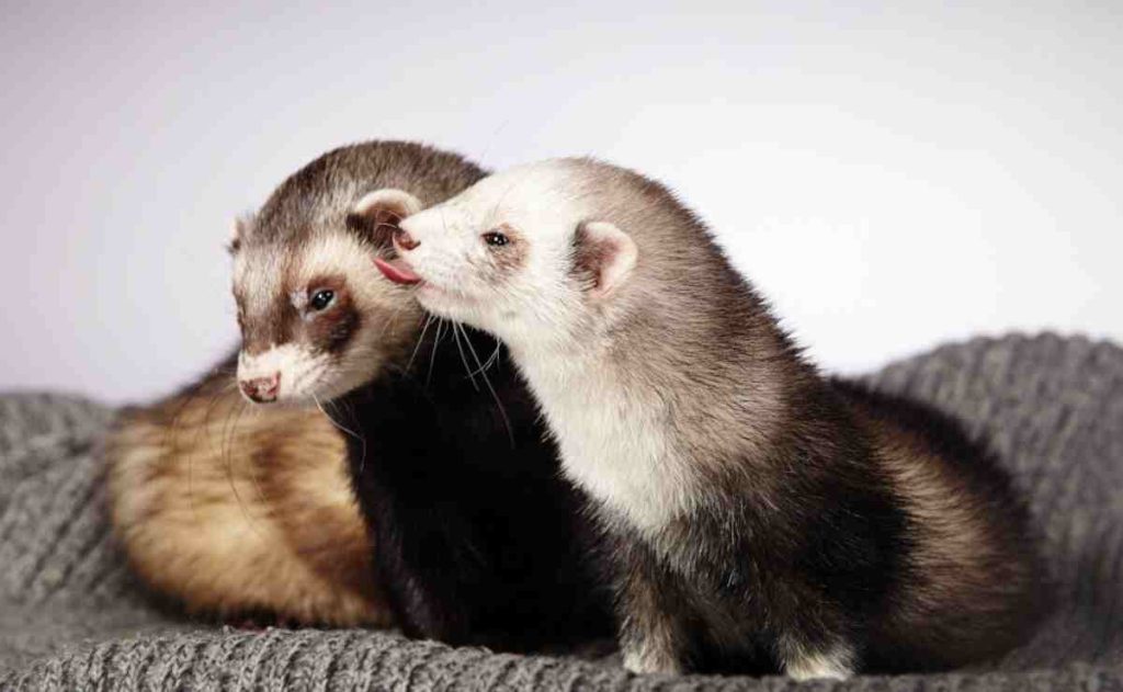 do ferrets have to be in pairs