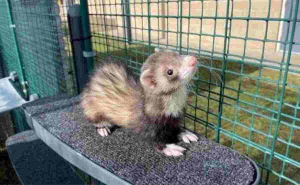 should ferrets be kept in cages