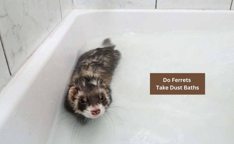 Do Ferrets Take Dust Baths