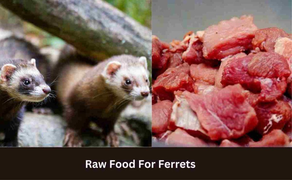 Raw Food For Ferrets