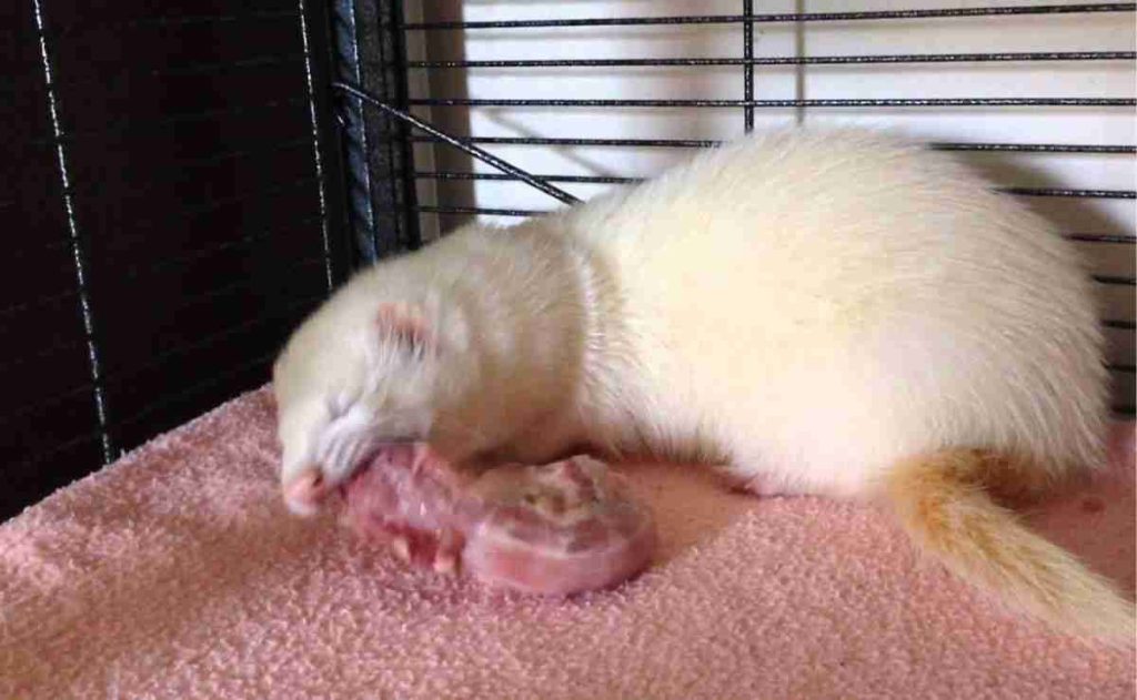 Raw diet for ferrets