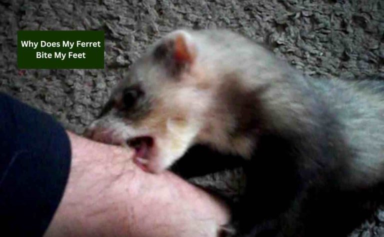 Why Does My Ferret Bite My Feet