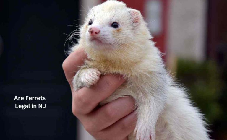 Are Ferrets Legal In NJ