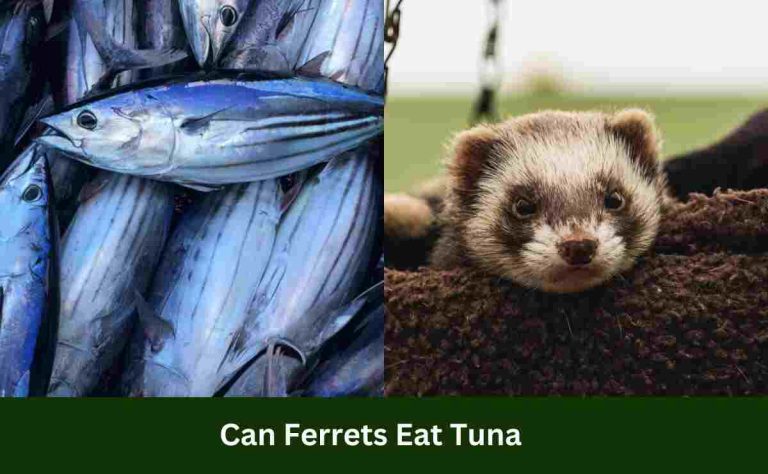 Can Ferrets Eat Tuna
