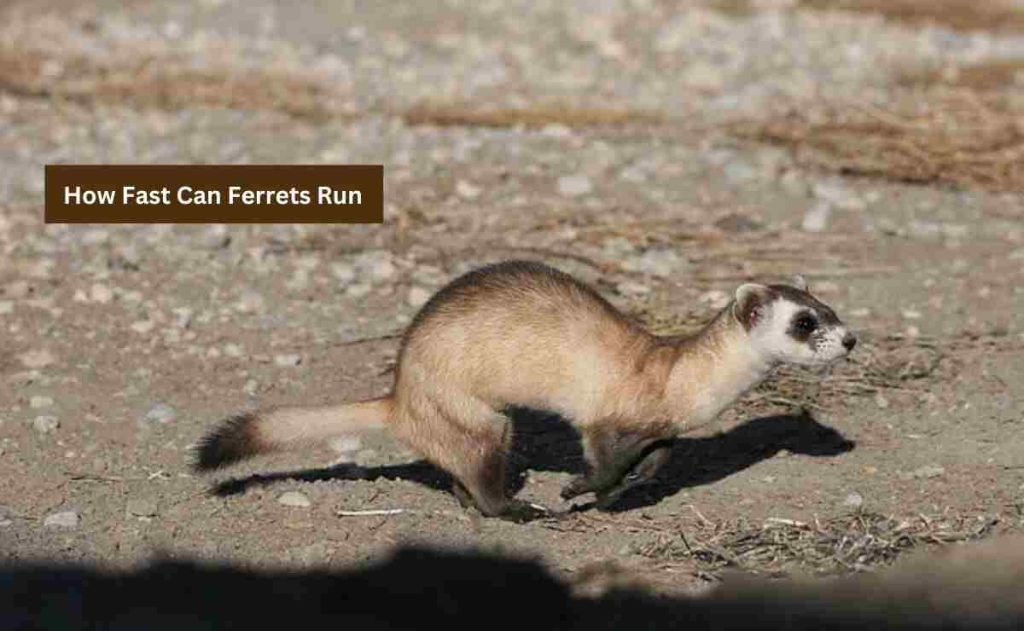 How Fast Can Ferrets Run