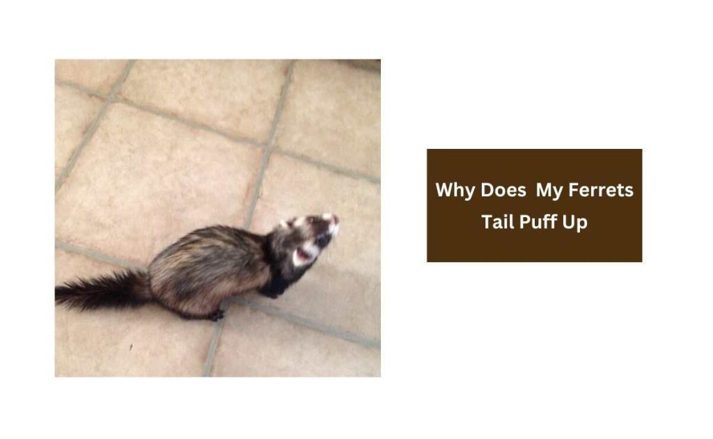 Why Does My Ferrets Tail Puff Up