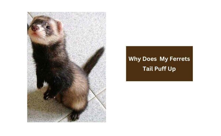 Why Does My Ferrets Tail Puff Up