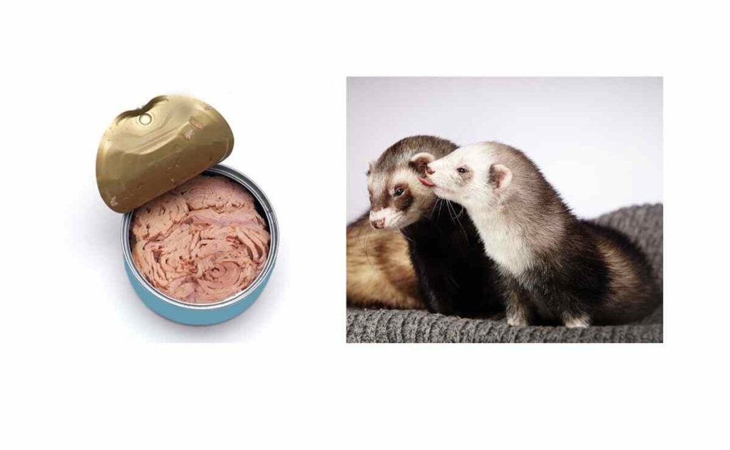 can ferrets eat canned tuna