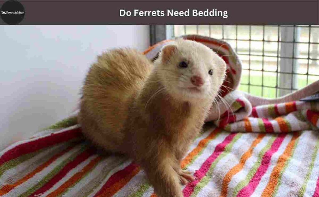 Do Ferrets Need Bedding