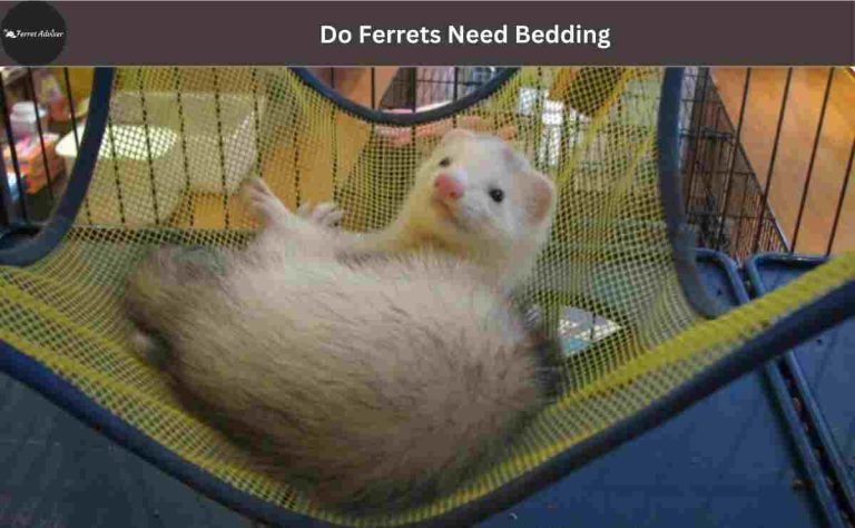 Do Ferrets Need Bedding