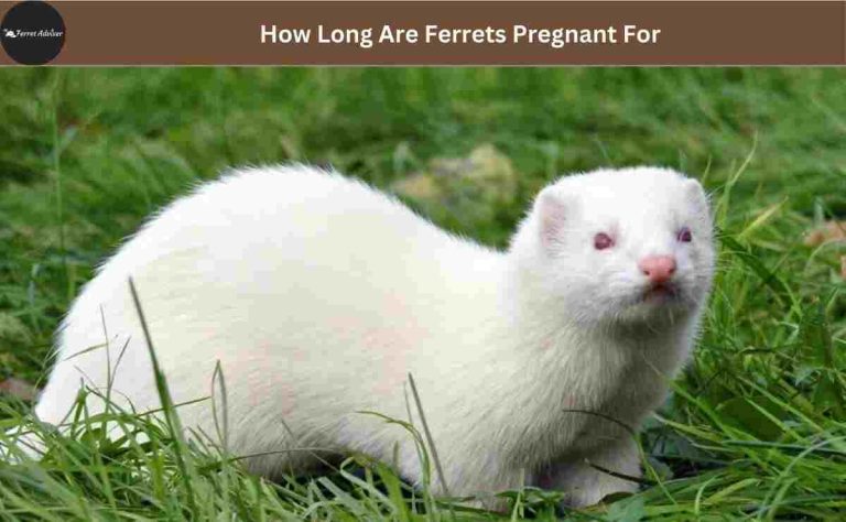 How Long Are Ferrets Pregnant For