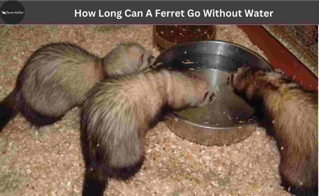 How Long Can A Ferret Go Without Water