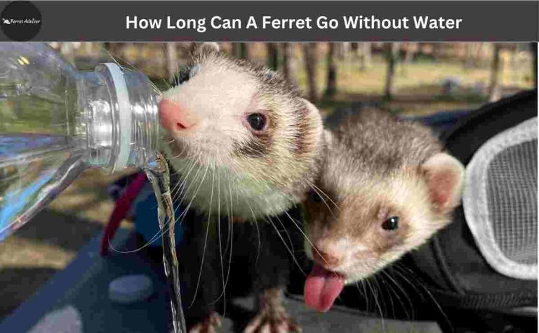 How Long Can A Ferret Go Without Water