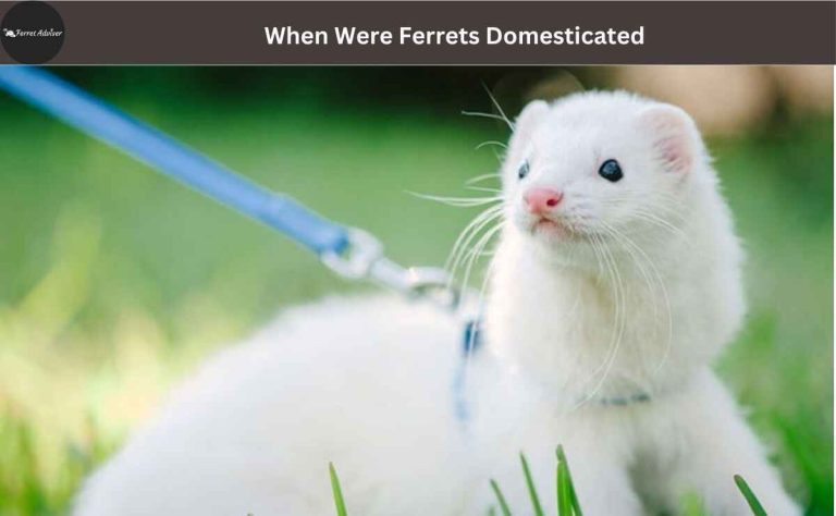 When Were Ferrets Domesticated