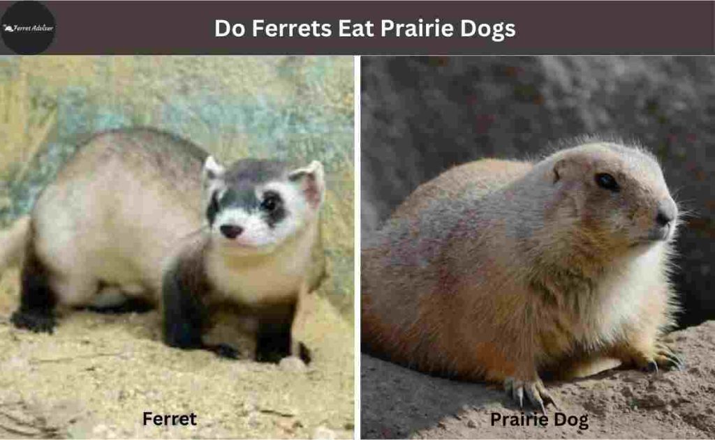 Do Ferrets Eat Prairie Dogs