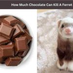 How Much Chocolate Can Kill A Ferret