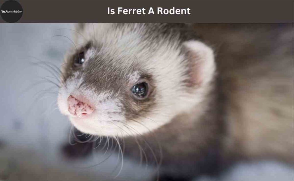 Is Ferret A Rodent
