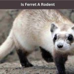 Is Ferret A Rodent