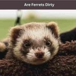 Are Ferrets Dirty