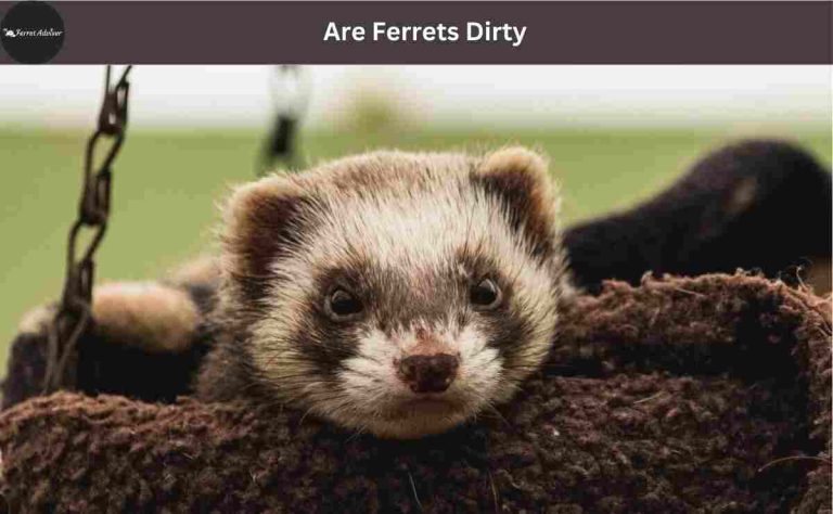 Are Ferrets Dirty