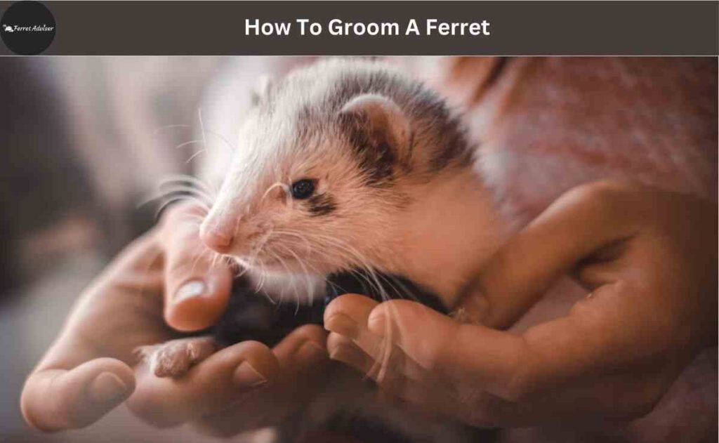 How To Groom A Ferret