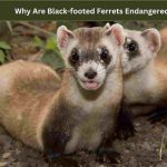 Why Are Black-footed Ferrets Endangered