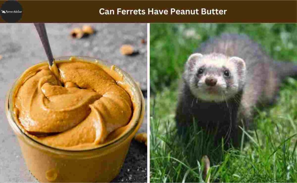 Can Ferrets Have Peanut Butter