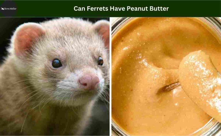 Can Ferrets Have Peanut Butter