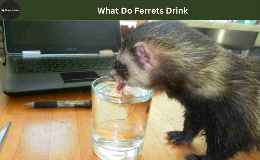 What Do Ferrets Drink