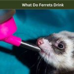 What Do Ferrets Drink