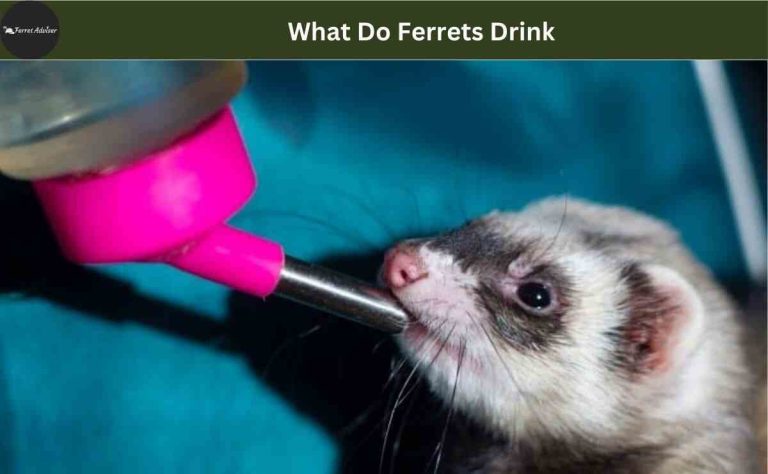 What Do Ferrets Drink