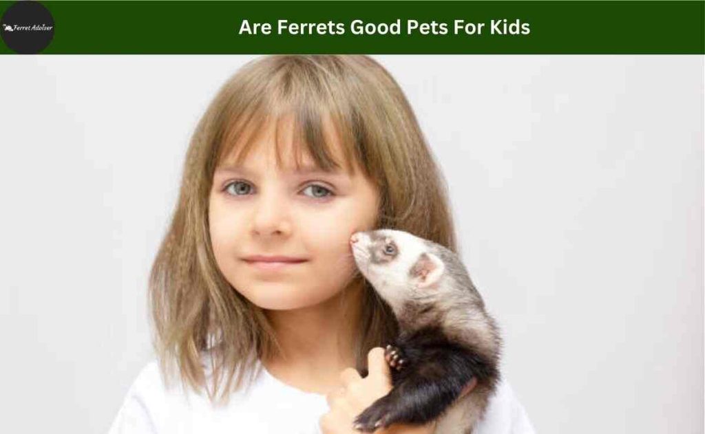 Are Ferrets Good Pets For Kids 