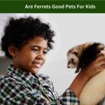 Are Ferrets Good Pets For Kids